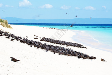在麦可曼斯凯岛上休息海鸟距离澳大利亚东海图片