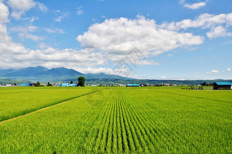 日本北海道的稻田山峦和蓝天图片
