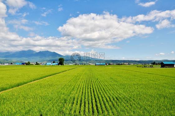 日本北海道的稻田山峦和蓝天图片