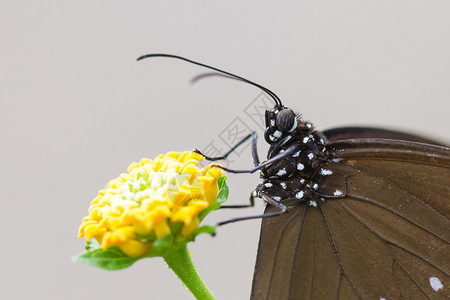 蝴蝶休息Euploea核心闭合图片