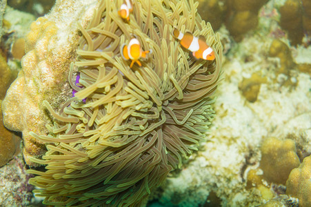 海洋热带水下生物在海葵之家的触角中游来去图片