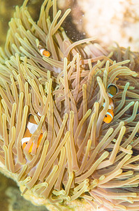 海洋热带水下生物在海葵之家的触角中游来去图片