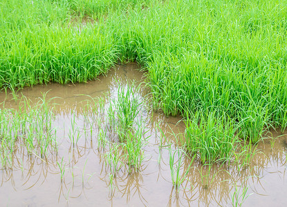 水稻中的新鲜绿色水稻幼苗图片
