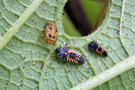 蔬菜园中的Ladybug图片