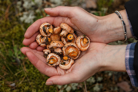女少量新鲜野生蘑菇Lactariusdeliciosus图片