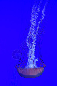 深蓝水中Jellyfi图片