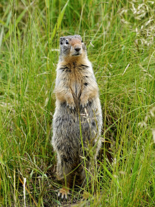 加拿大班夫公园SquirrelOptSquirrel图片