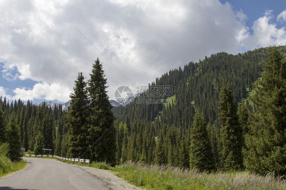 通往树林中山口的山路图片