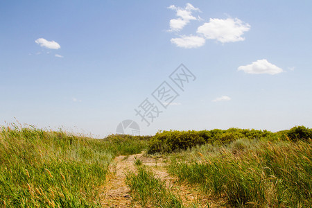 巴尔喀什湖附近芦苇丛中的路背景图片