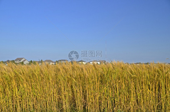 郊区蔓延正在慢侵占麦田图片