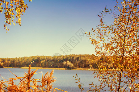 在大湖的岸边有黄叶树水中反射着图片