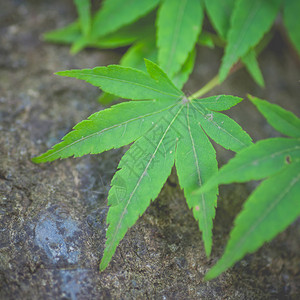 特写在夏季的绿色枫叶图片