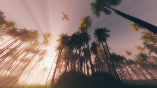 日光照耀的太阳在热带棕榈树上飞翔图片