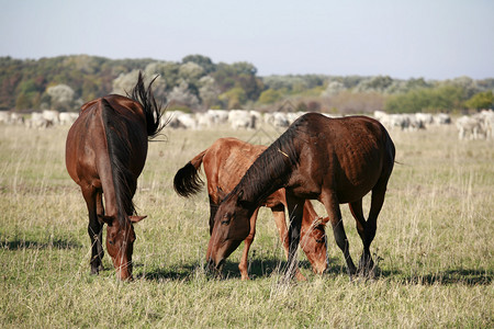 在草原的自然环境中放牧的野马图片
