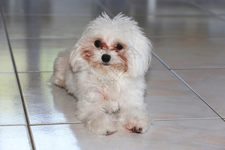 一只纯种白色马耳他狗的肖像图片