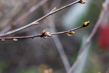 树枝上的无叶春芽带有水滴图片