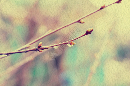 树枝上的无叶春芽带有水滴图片