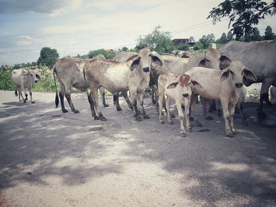 农村的牛和牛图片