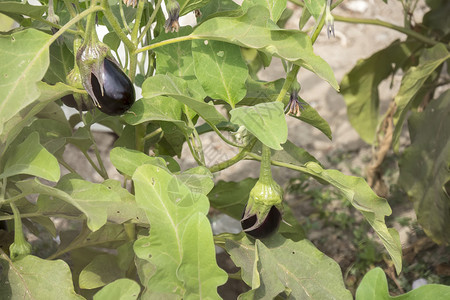 茄子生长茄子图片