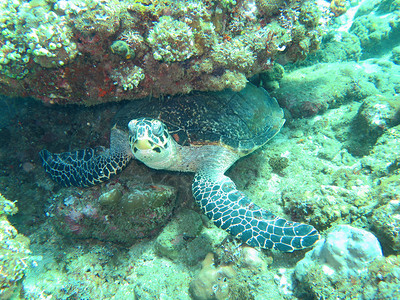巴厘岛珊瑚礁岛上的玳瑁海龟图片
