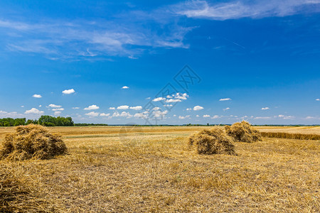 旧时代的人被收集的田地小麦来制造一大图片