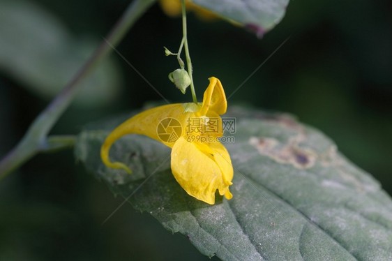 黄色花朵特写图片