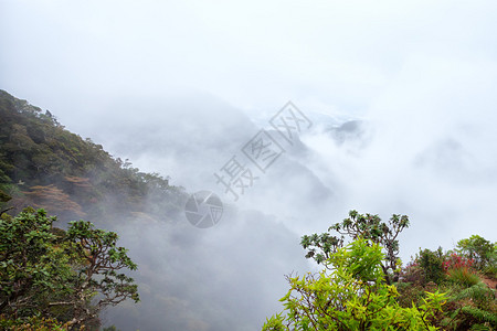 热带高山雾林景观图片