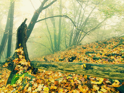 金色秋天森林的树干倒塌观光之图片