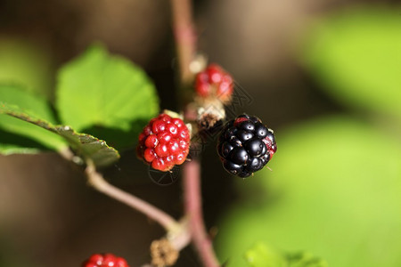 红色和黑色莓果实的微距摄影图片