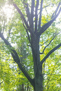 夏季森林绿树枝背景摘要自然背景环境背图片