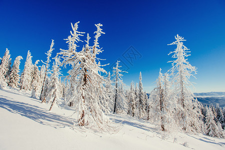 吉林雾凇神奇的冬天白雪覆盖的树背景