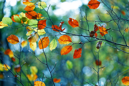 秋天的颜色叶子图片
