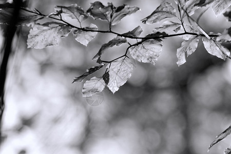 秋天的颜色黑白图片