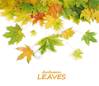 秋天的树叶背景在白色图片