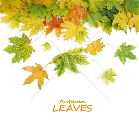 秋天的树叶背景在白色图片