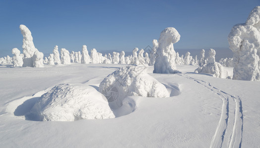 大雪和被雪困住的树木图片