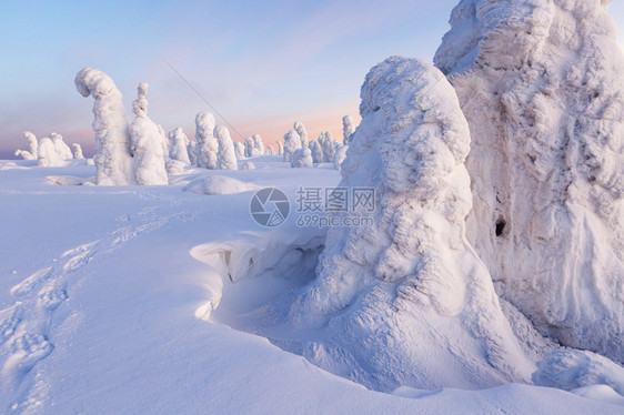 大雪和被雪困住的树木图片