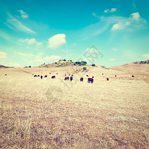在西班牙干燥的油糊上放牧牛群Insta图片