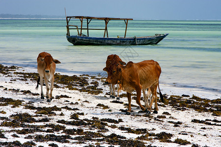 非洲牛海岸线小船在桑给巴尔蓝色泻湖放松图片