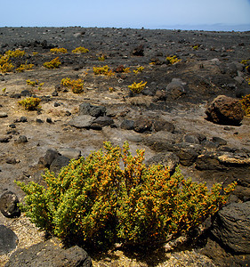 火山岩石云山和西班牙夏日兰萨罗特花岗丛中的图片