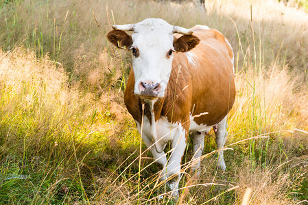 夏季牧场上的奶牛草地上的奶图片