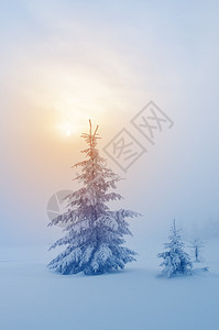 雪下的火林圣诞节景色美丽的冬季图片