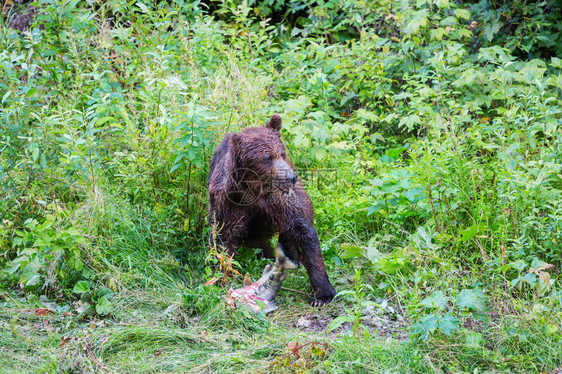 夏季森林中可爱的黑熊图片