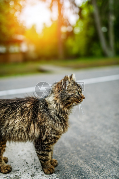 美丽的猫在城市的绿图片