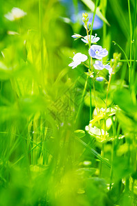 绿草与蓝花特写图片