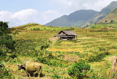 越南SaPaLaoCai省山丘上的农业公牛大米田和小图片