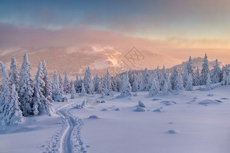 冬季森林中滑雪的风景在图片