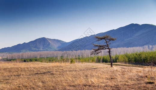 草地上的两座山和一棵树图片