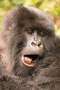 卢旺达火山公园森林中的一只大猩打着哈欠图片