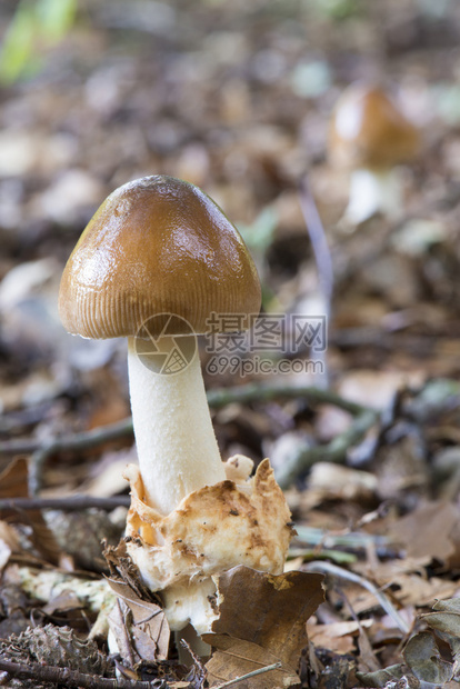 尼黑兰温特斯维伊克的MushroomAmanita图片